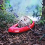 Azuki the little hedgehog goes camping