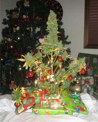 Marijuana-Christmas-tree.jpg