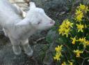 daffodil-pet-lamb.jpg