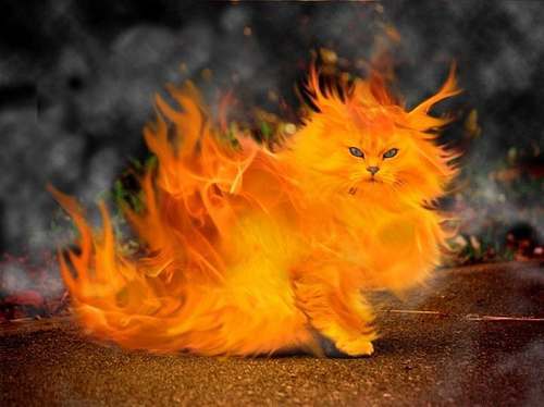 fire-cat1.jpg