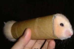 funny-pictures-hamster-toilet-paper-roll