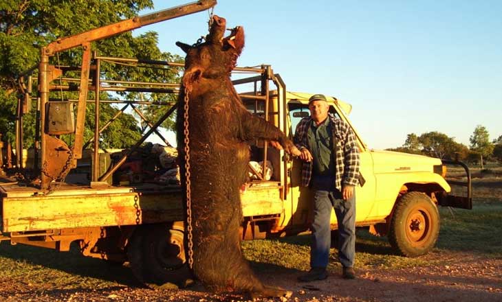 giant pig Giant Hairy Cow Eating Pig Shot In Australia 