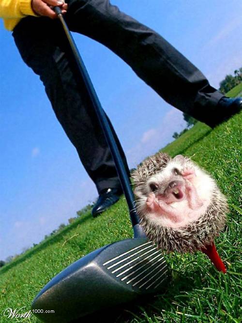 Man Attacked by Hedgehog.