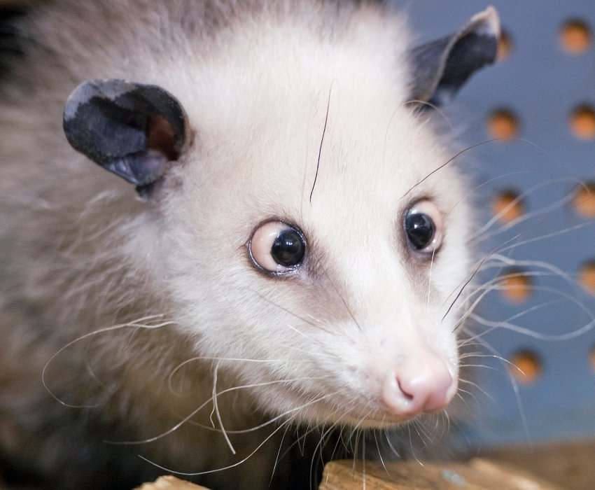 TO Leipzig Zoo, where Heidi the Virginia cross-eyed opossum is wowing the 