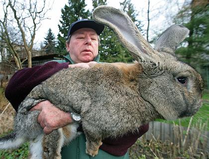Animal Testing On Rabbits. breeds of rabbits