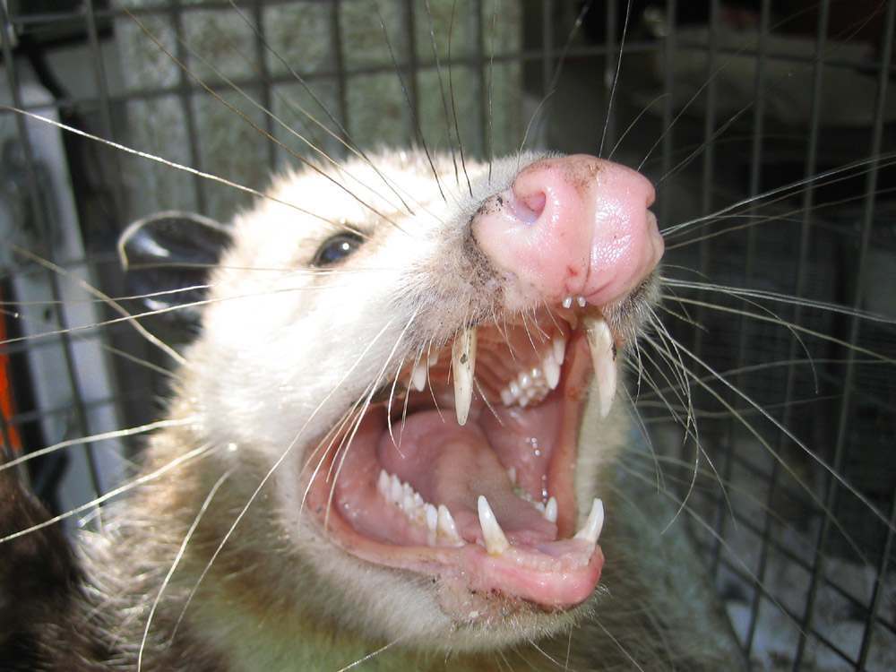 opossum-new-york.jpg