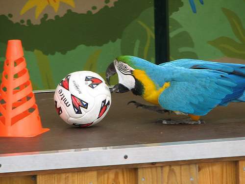 parrot-football-banned.jpg