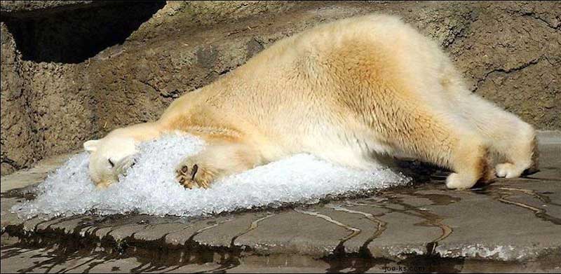 polar_bear-global-warming.jpg
