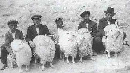sheep-tm.jpg