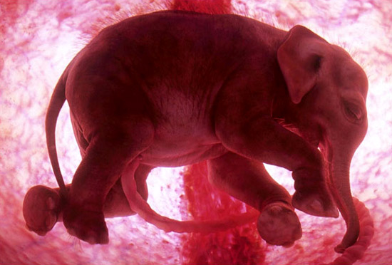 baby-elephant