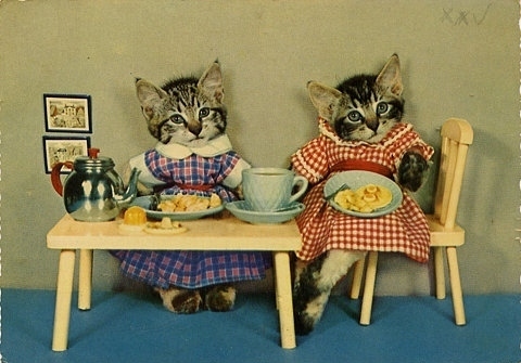 cats-dressed-up.jpg