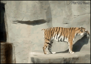 Anorak News  Cats being dicks – the best gifs