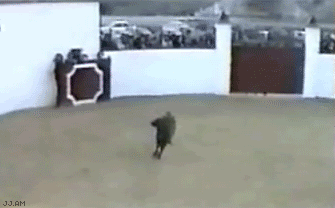 Anorak News | Gifs Of The Week|: More Animals Behaving Badly (Very Funny)