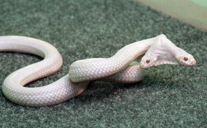 Anorak News | An Albino Snakes With Two Heads (Photos)