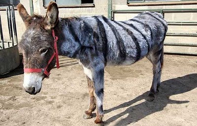 Anorak News Sussex Donkey Painted To Look Like A Zebra
