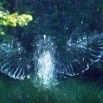 Birds Flying Into Windows – Incredible Pictures