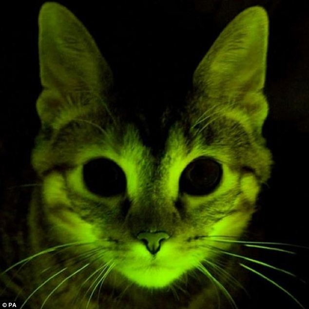 Anorak News | Glowing Live Cats To Replace Cats Eyes On Motorways: Photos