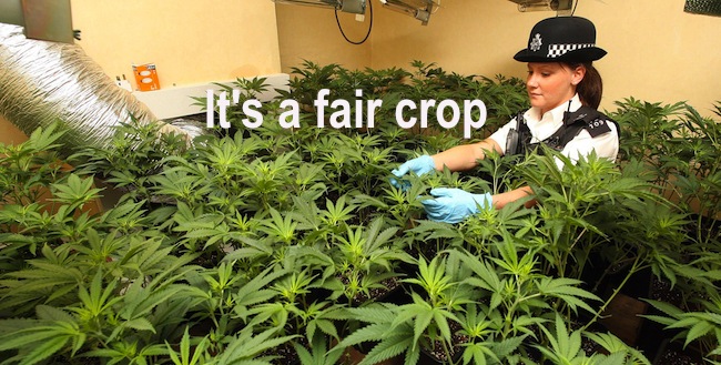 police cannabis