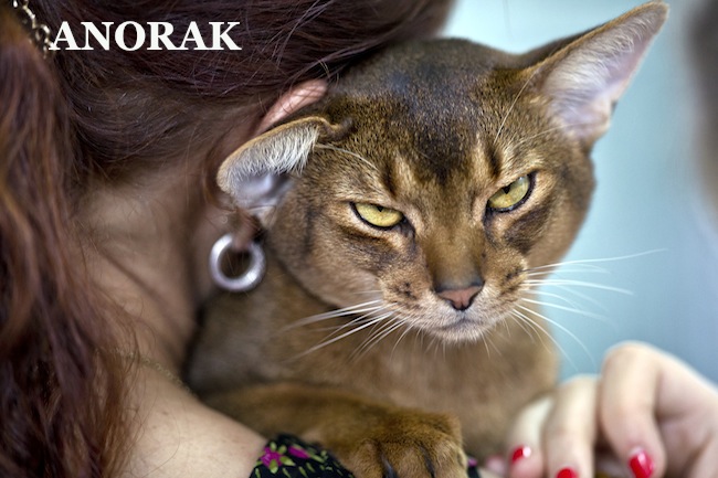 Anorak News | The meanest cats in the world are at the Romania