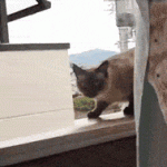Cats being dicks – the best gifs