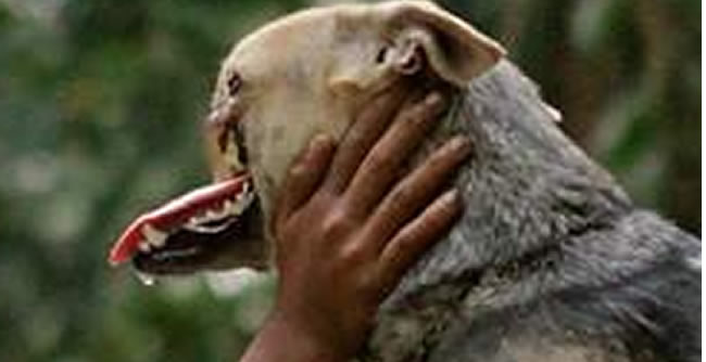 Anorak News Kabang The Child Saving Hero Dog With No Nose Saved From