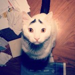 Sam the cat has eyebrows (photos)
