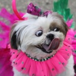Blocao dog carnival parade in Rio de Janeiro – photos