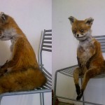 Terrible taxidermy – need-the-toilet-fox watches helicopter cat