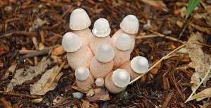 mushroom penis