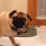 Dogs owners – these 40 Gifs are for you