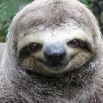 Sloths are the best animals on the Internet – these Gifs prove it