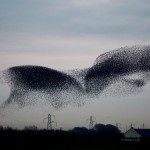 Starlings Invade Gretna: Photos