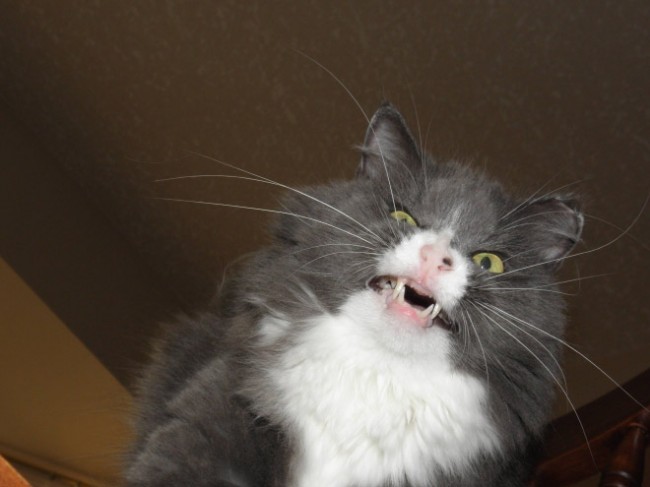 Anorak News | Cats Sneezing – 10 Photos of Cats Mid-Sneeze