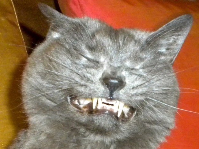 Anorak News | Cats Sneezing – 10 Photos of Cats Mid-Sneeze