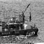 March 1980: Japanese Fishermen Shred Dolphins