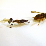 Artist Tessa Farmer Makes Sepllbinding Art From Death And Insects