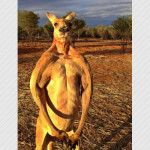 Roger the kangaoo denies steroid use before Tyson fight (photos)