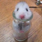 Hamster hides in bottle during earthquake (photos)