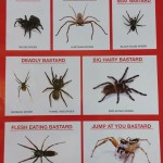 Australian spiders: the ultimate guide