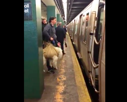 Dog NYC Subway