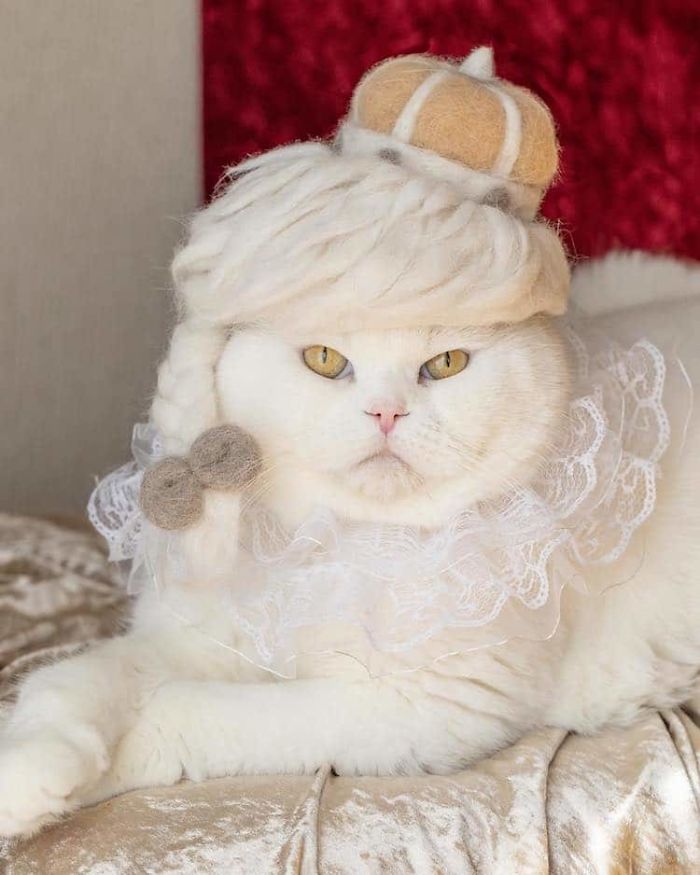cat hats hair