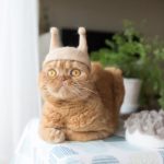 Japanese artist makes hats for cats from their own hair