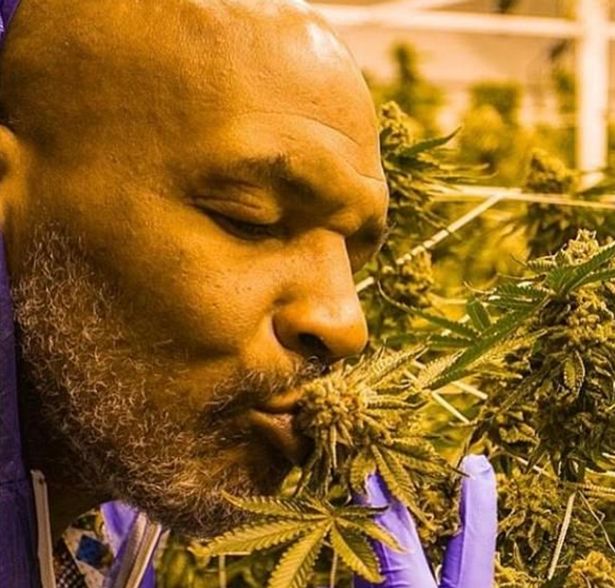 mike tyson weed