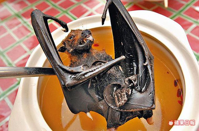 bat soup