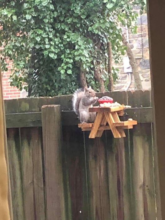 Squirrel Picnic Table and Bench