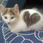 Love Cats: Hearts And Felines